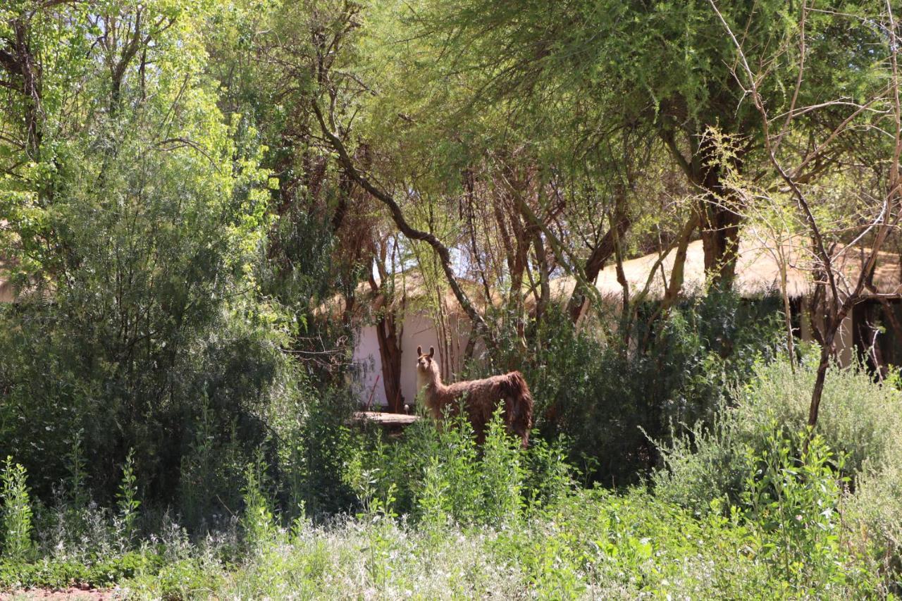 Lodge Atacama Horse San Pedro de Atacama Exterior photo